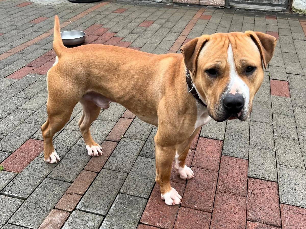 Adotta un cane, taglia grande, maschio, Milano