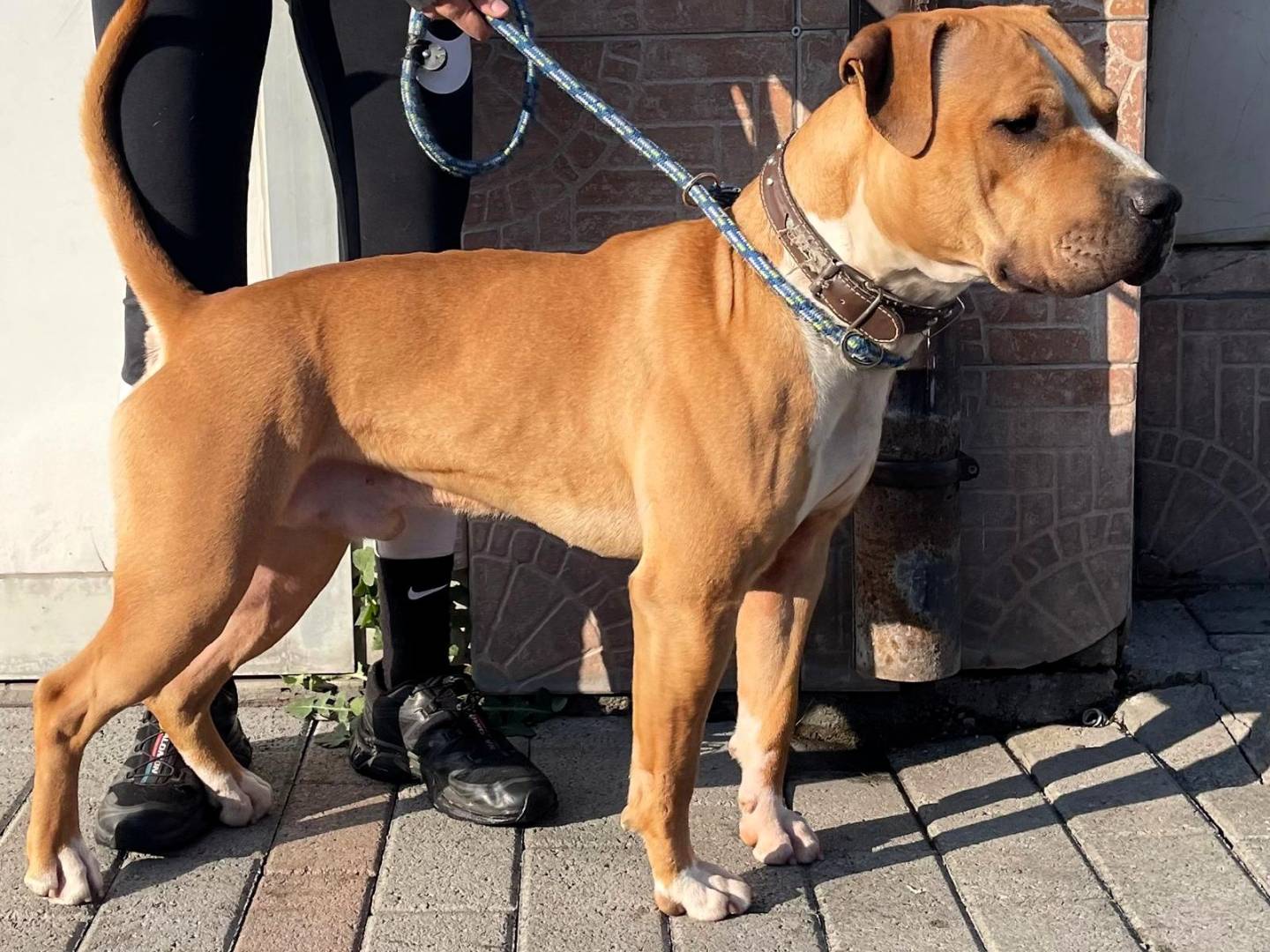 Vuoi adottare un cane a Milano?