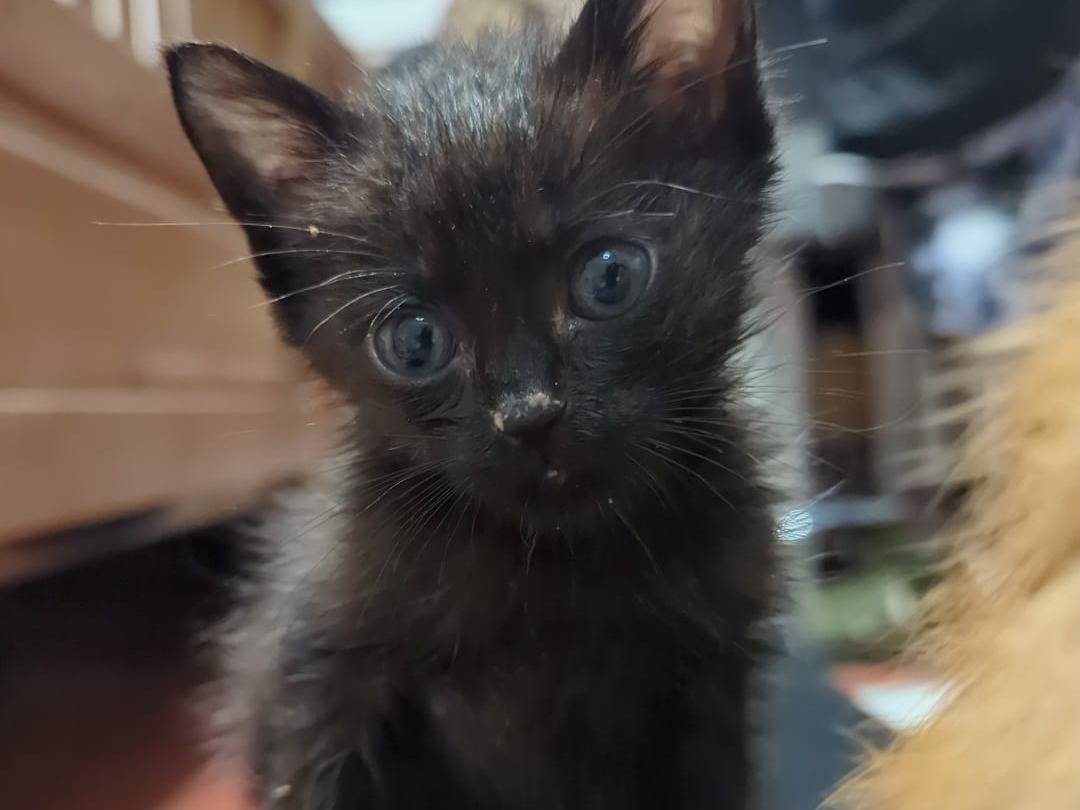 Adozione gatto, femmina, Razza sconosciuta Razza sconosciuta, 11 mesi, taglia non valida, Teramo