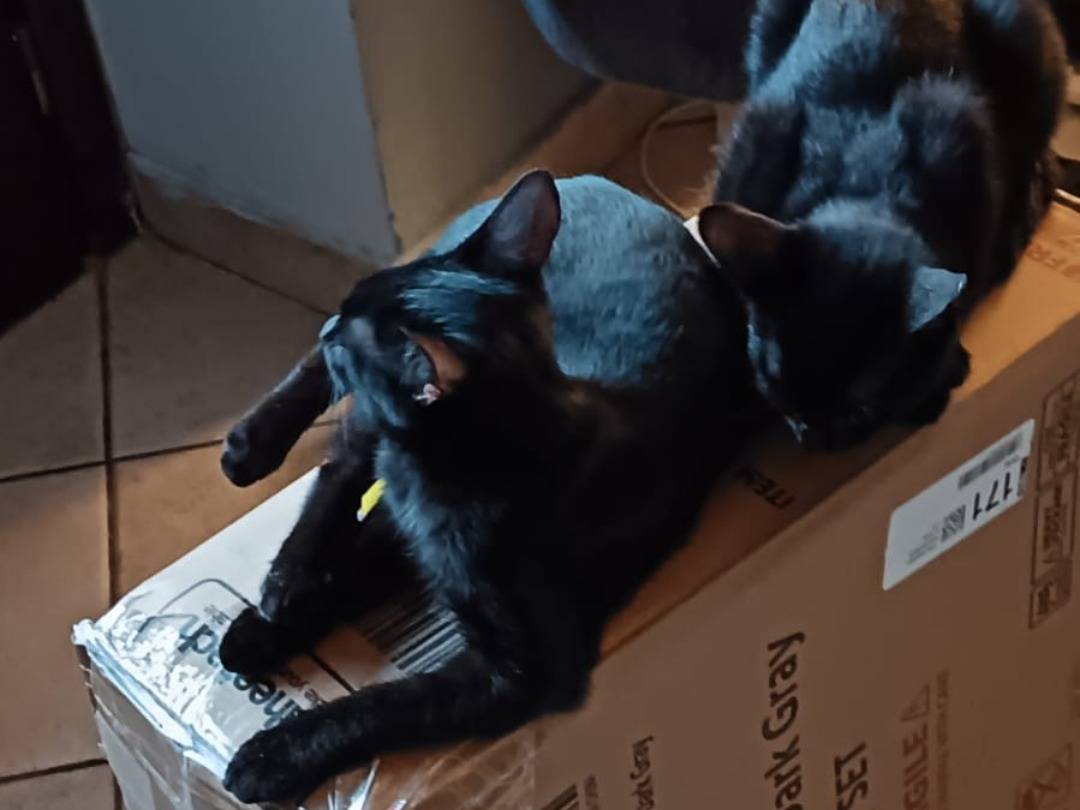 Adotta un gatto, femmina, 11 mesi, Teramo