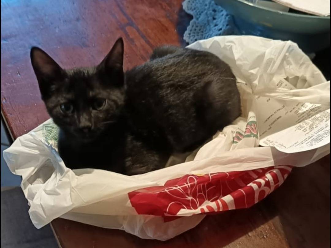 Adotta un gatto, taglia non valida, femmina, Teramo