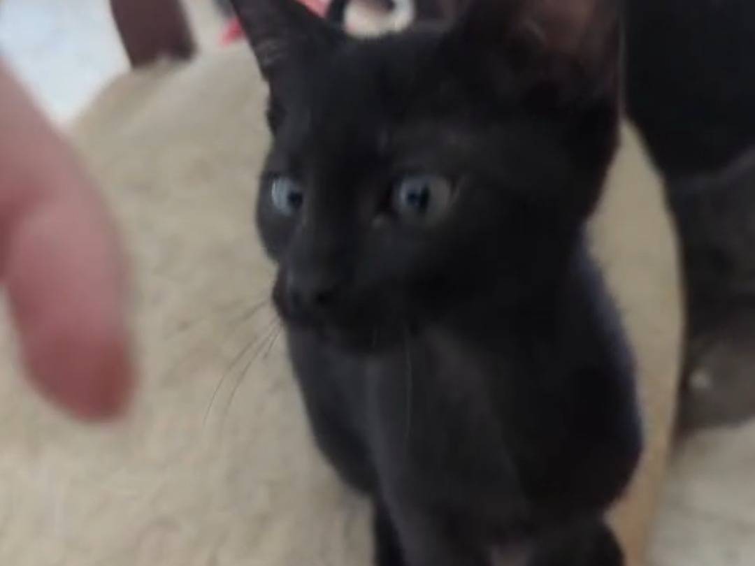 Adozione gatto, femmina, Razza sconosciuta Razza sconosciuta, 10 mesi, taglia non valida, Teramo