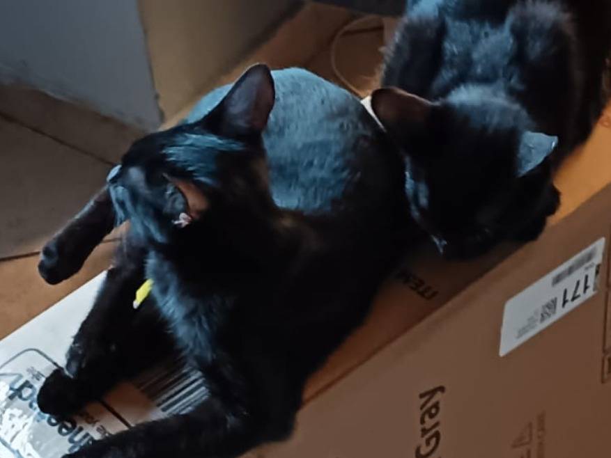 Adotta un gatto, femmina, 10 mesi, Teramo