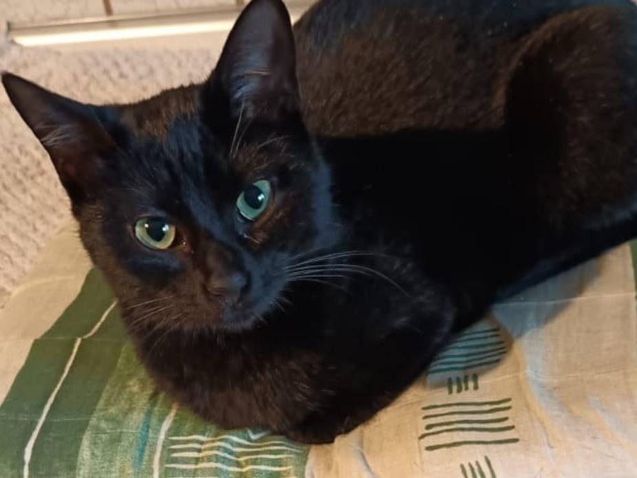 Adotta un gatto, taglia non valida, femmina, Teramo