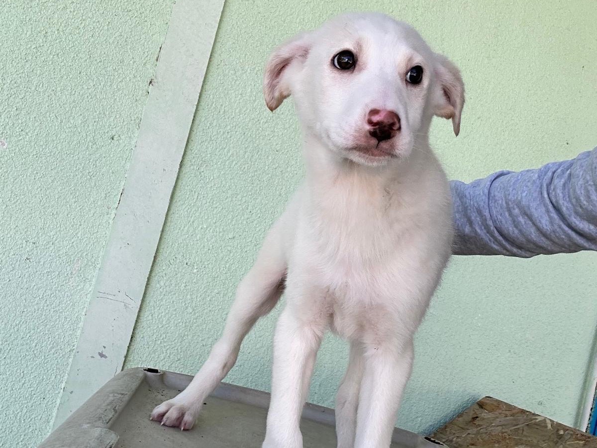 Adozione cane, maschio, Razza sconosciuta Razza sconosciuta, 3 mesi, taglia media, Salerno
