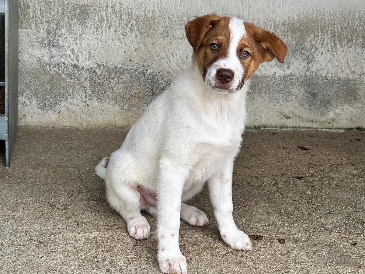Adozione cane, maschio, Razza sconosciuta Razza sconosciuta, 3 mesi, taglia grande, Salerno
