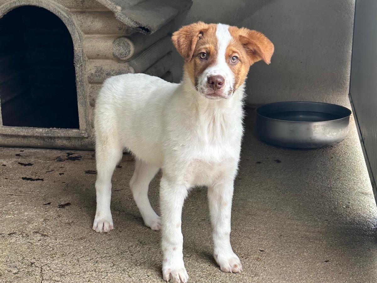 Adotta un cane, maschio, 3 mesi, Salerno