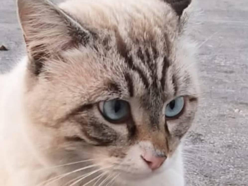 Adozione gatto, maschio, Razza sconosciuta Razza sconosciuta, 4 anni, taglia non valida, Napoli