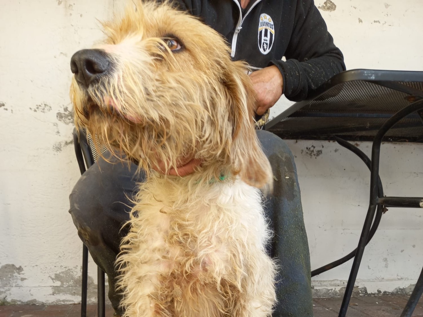 Adozione cane, femmina, Razza sconosciuta Razza sconosciuta, 4 anni e 5 mesi, taglia media, Brescia