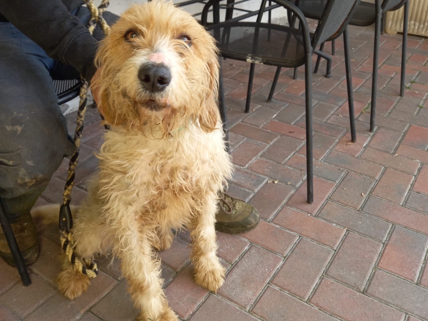 Adotta un cane, femmina, 4 anni e 5 mesi, Brescia