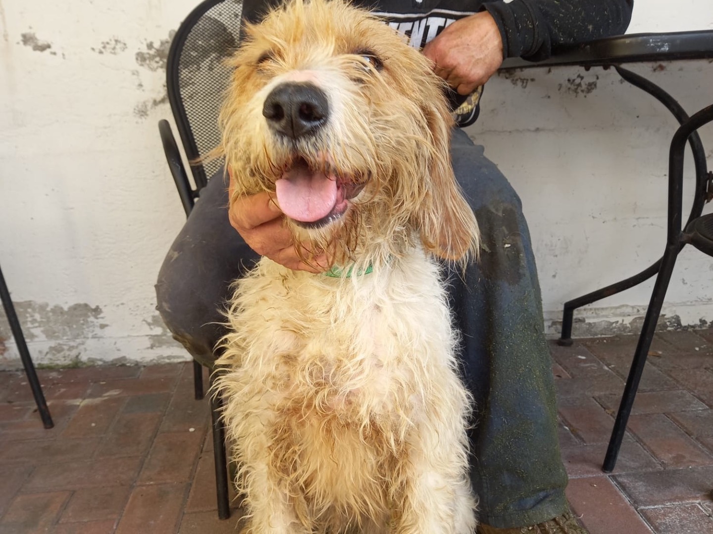 Adotta un cane, taglia media, femmina, Brescia