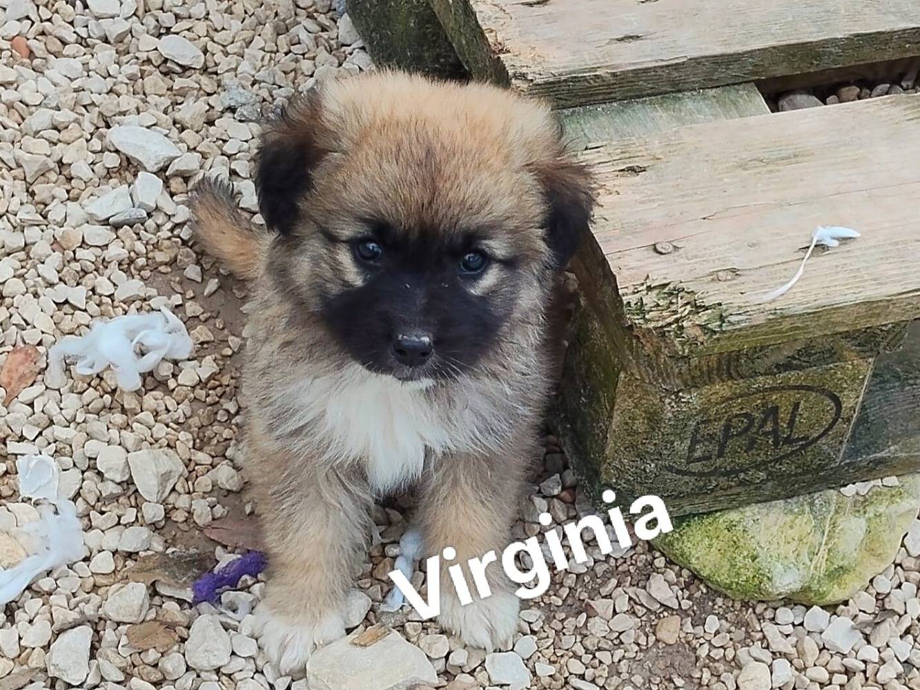 Adozione cane, femmina, Razza sconosciuta Razza sconosciuta, 2 mesi, taglia grande, Ragusa