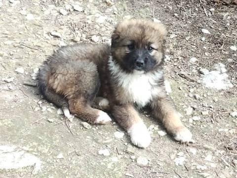 Adotta un cane, femmina, 2 mesi, Ragusa