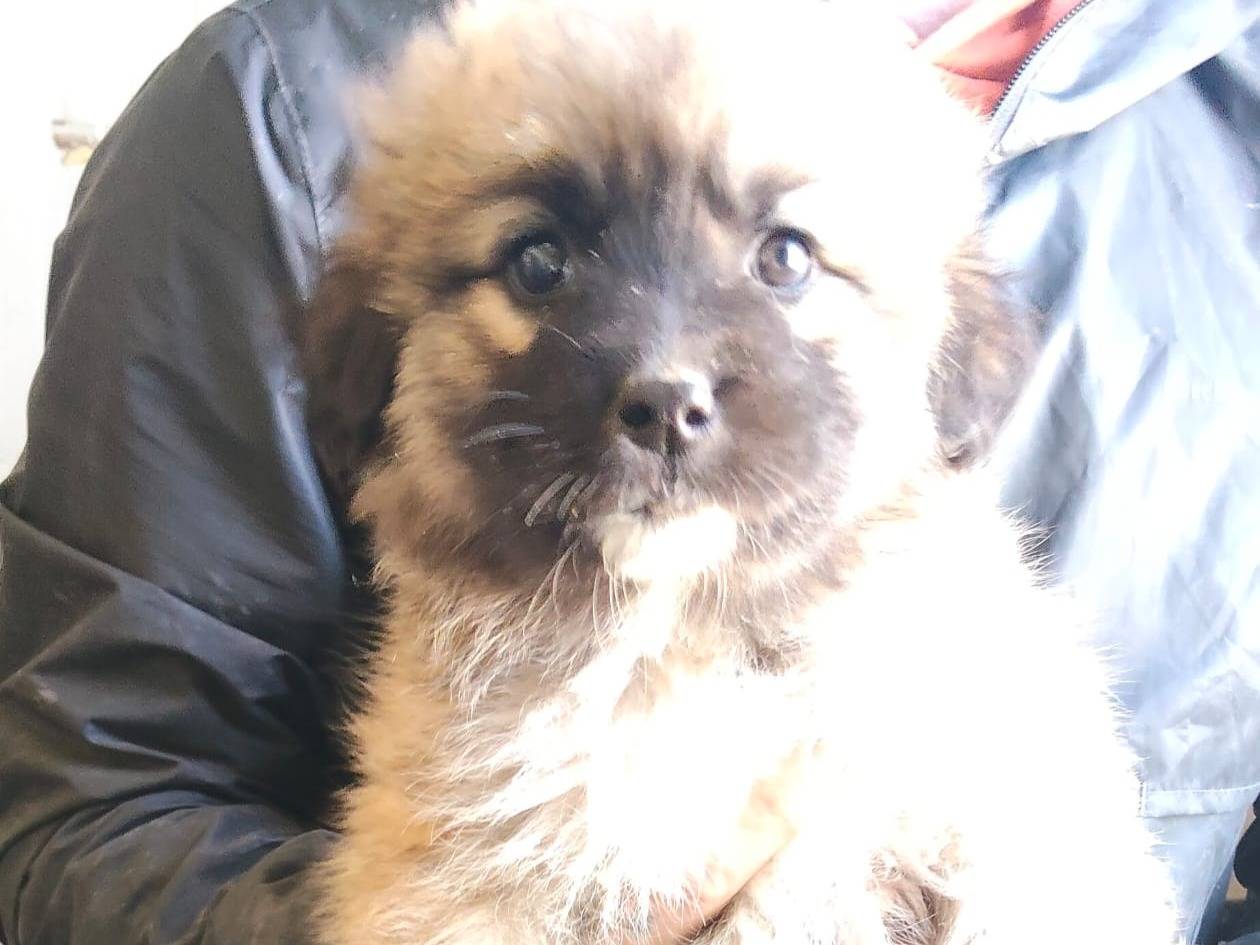 Adotta un cane, taglia grande, femmina, Ragusa