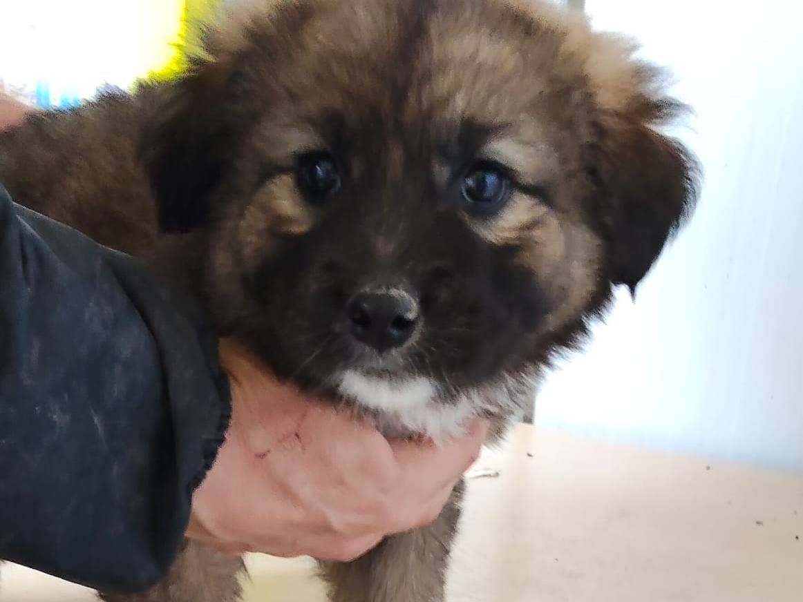 Adozione cane, femmina, Razza sconosciuta Razza sconosciuta, 2 mesi, taglia gigante, Ragusa