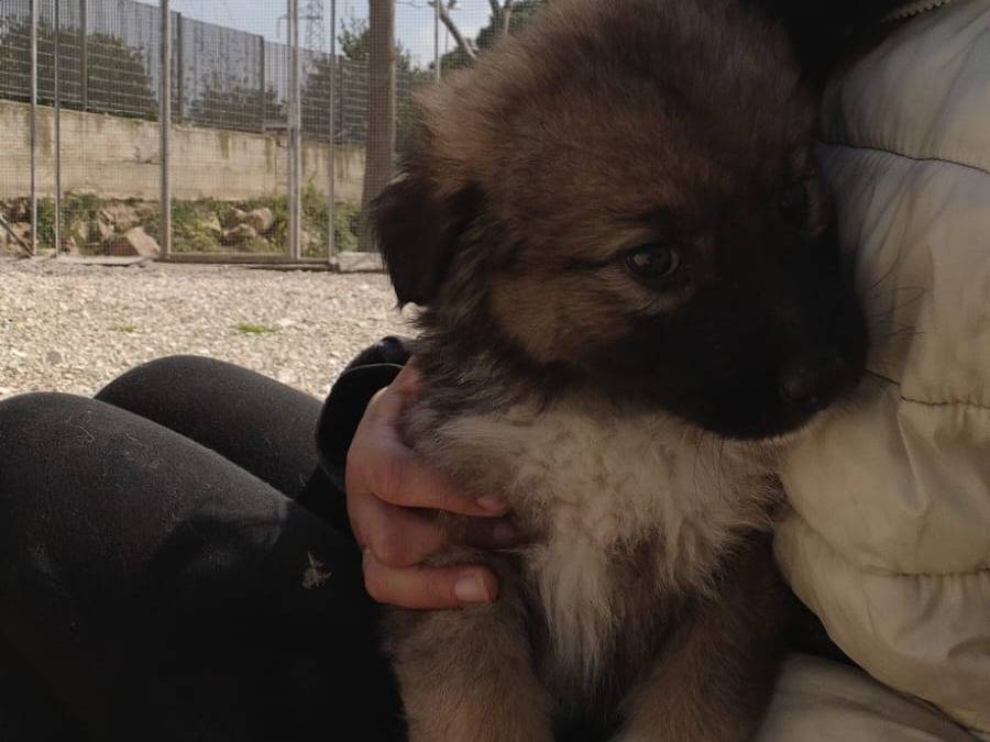 Adotta un cane, femmina, 2 mesi, Ragusa