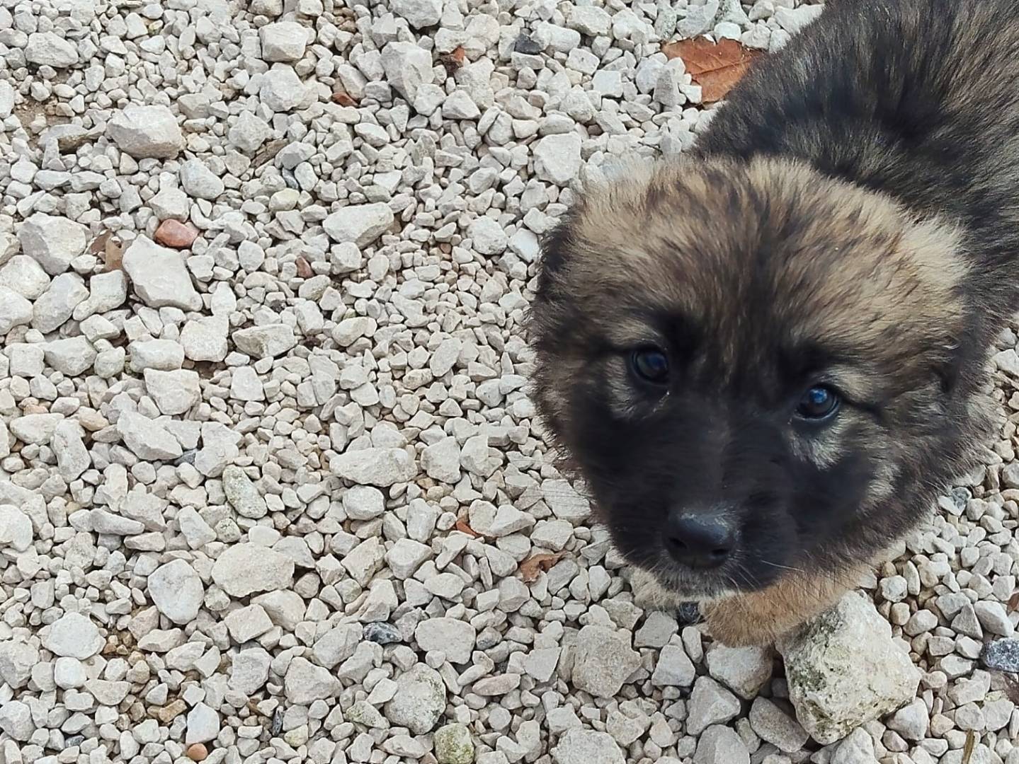 Adotta un cane, taglia gigante, femmina, Ragusa