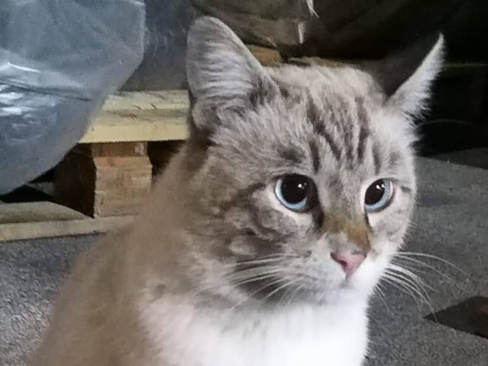 Adotta un gatto, maschio, 4 anni, Napoli