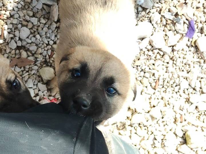Adozione cane, maschio, Razza sconosciuta Razza sconosciuta, 2 mesi, taglia grande, Ragusa
