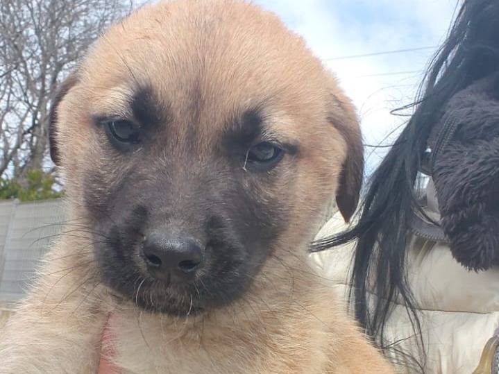 Adotta un cane, maschio, 2 mesi, Ragusa