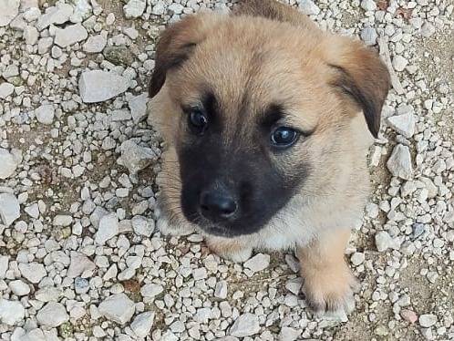 Adozione cane, femmina, Razza sconosciuta Razza sconosciuta, 2 mesi, taglia grande, Ragusa