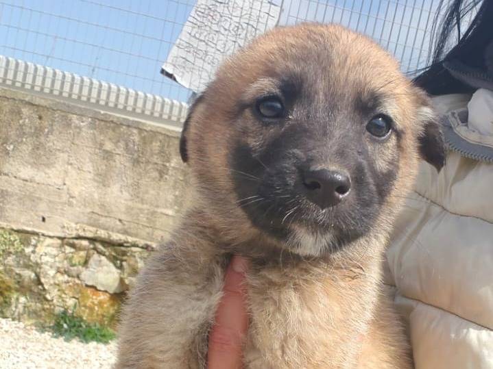 Adotta un cane, femmina, 2 mesi, Ragusa
