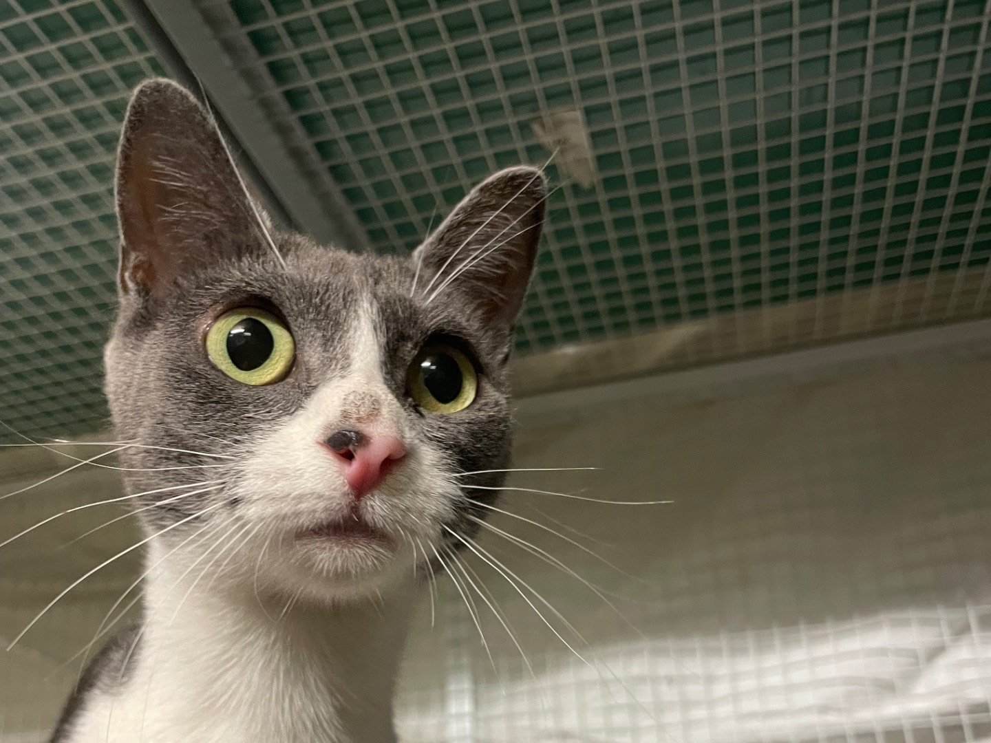 Adozione gatto, femmina, Razza sconosciuta Razza sconosciuta, 2 anni e 1 mese, taglia non valida, Milano