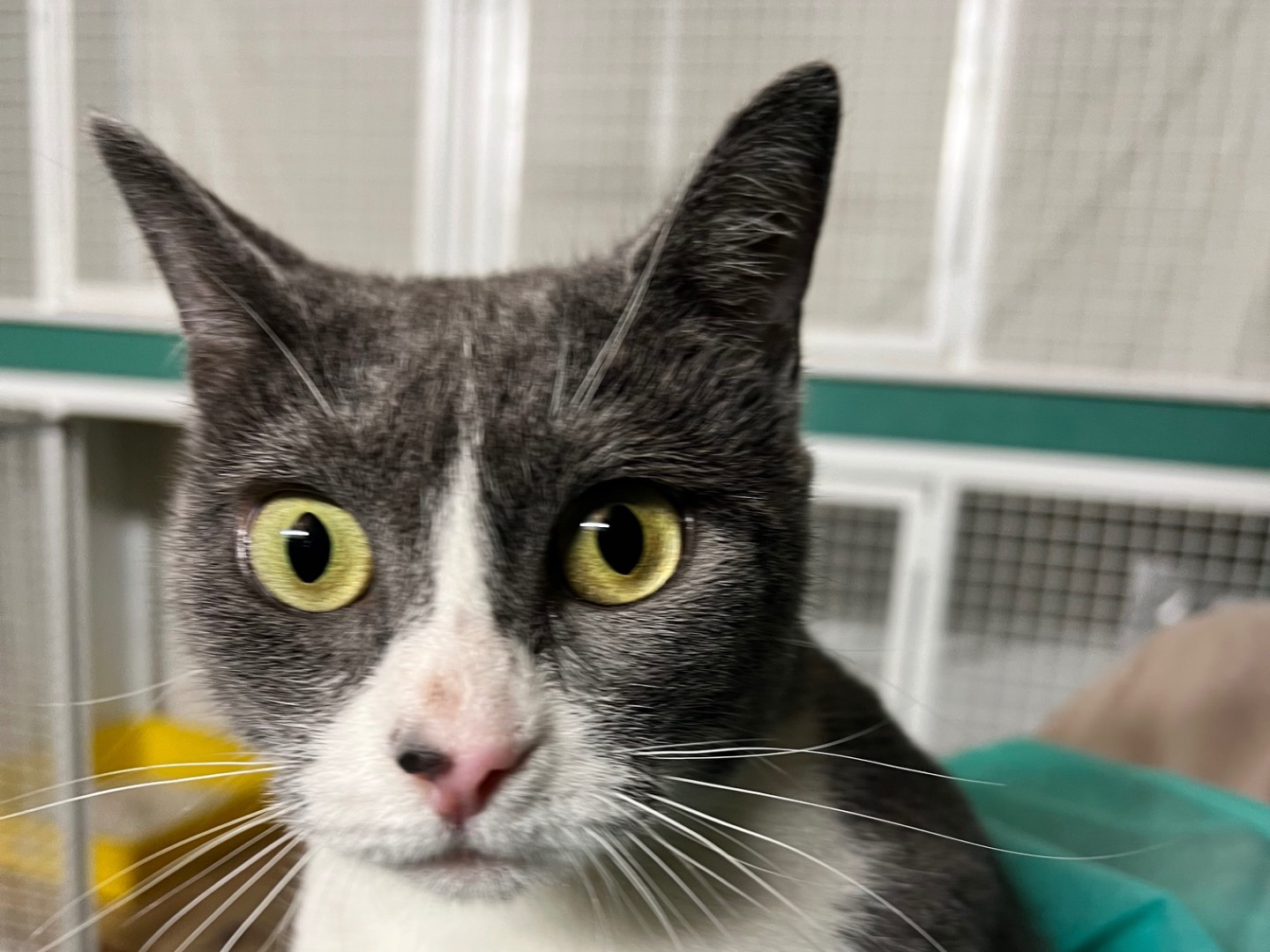 Adotta un gatto, femmina, 2 anni e 1 mese, Milano