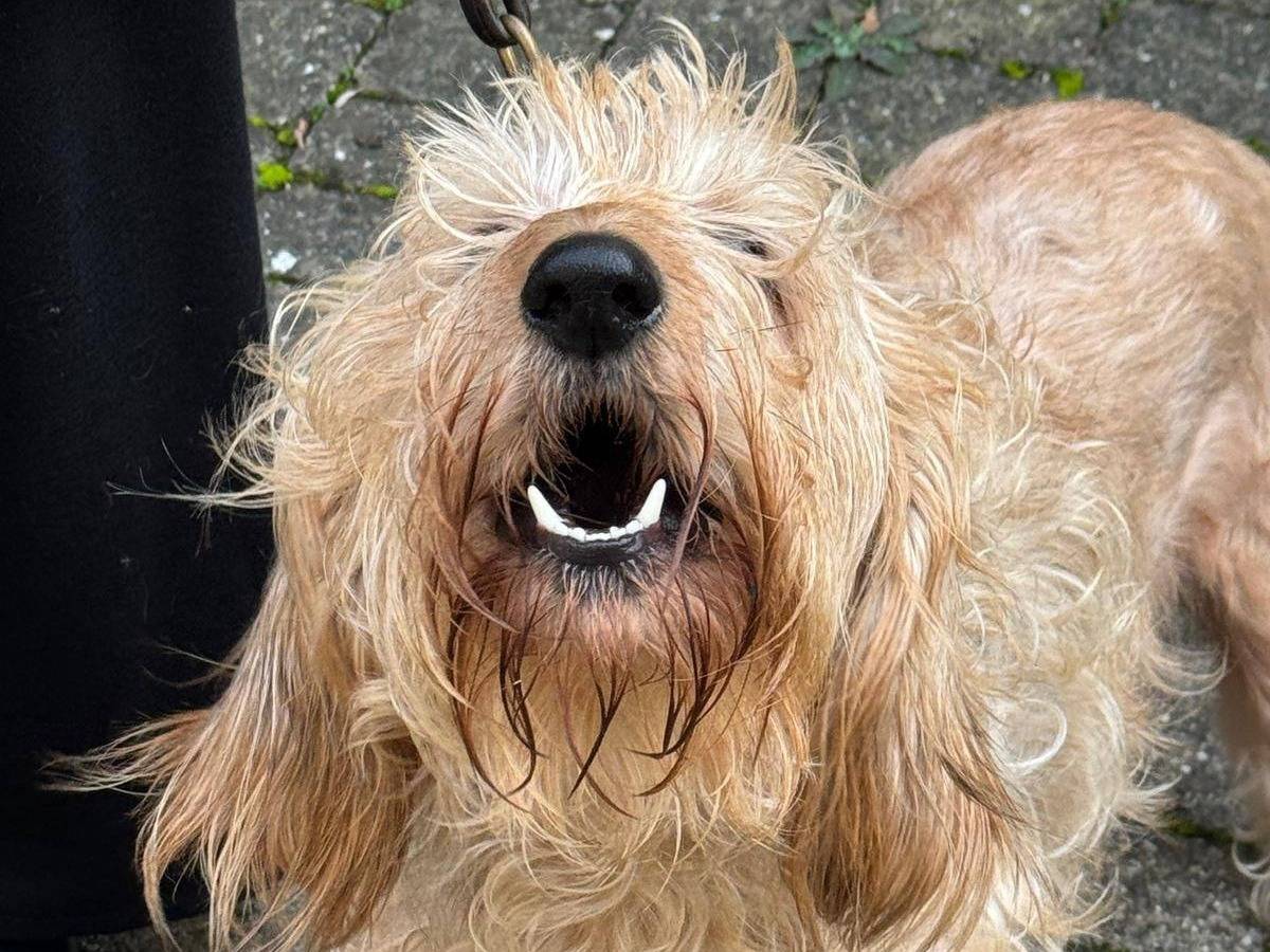 Adozione cane, maschio, Segugio Razza sconosciuta, 2 anni e 2 mesi, taglia media contenuta, Piacenza