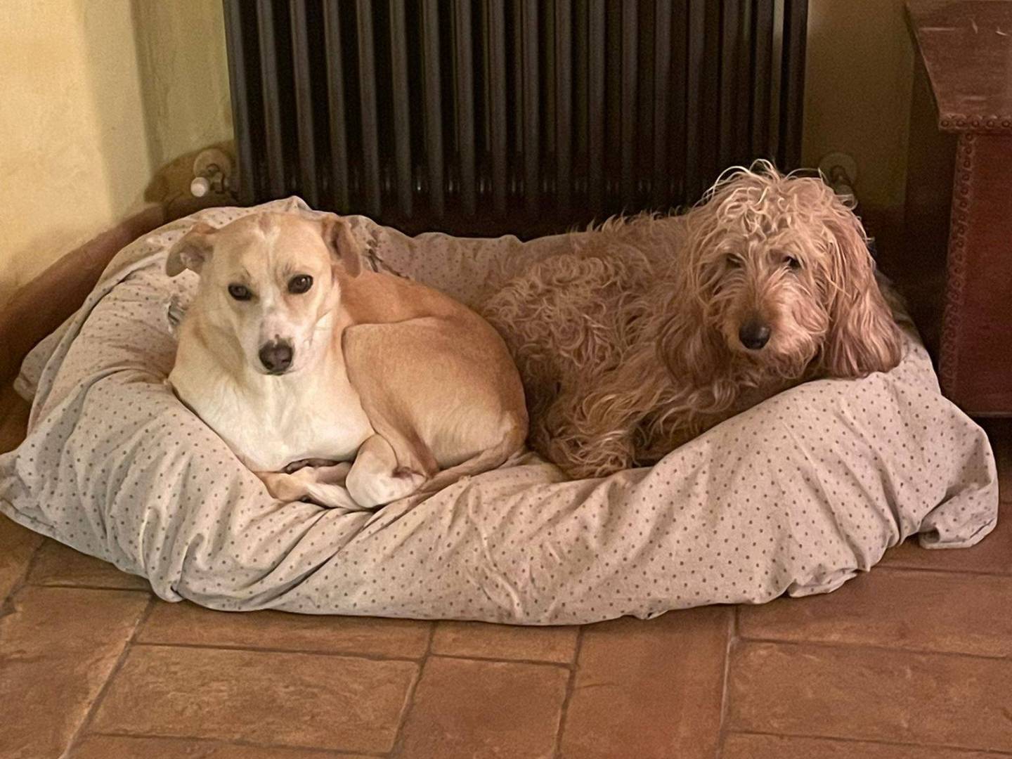 Adotta un cane, maschio, 2 anni e 2 mesi, Piacenza