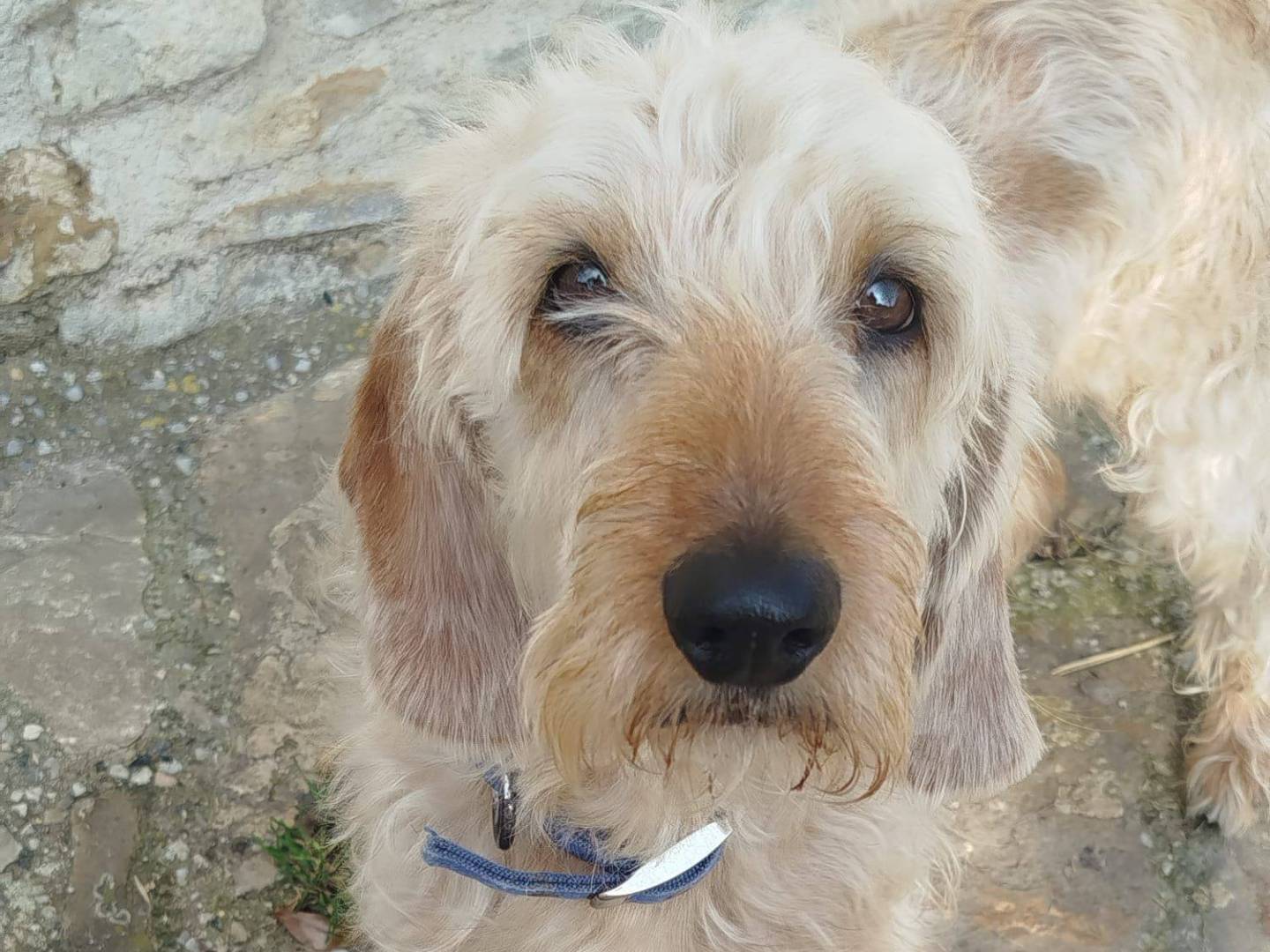 Adotta un cane, taglia media contenuta, maschio, Piacenza