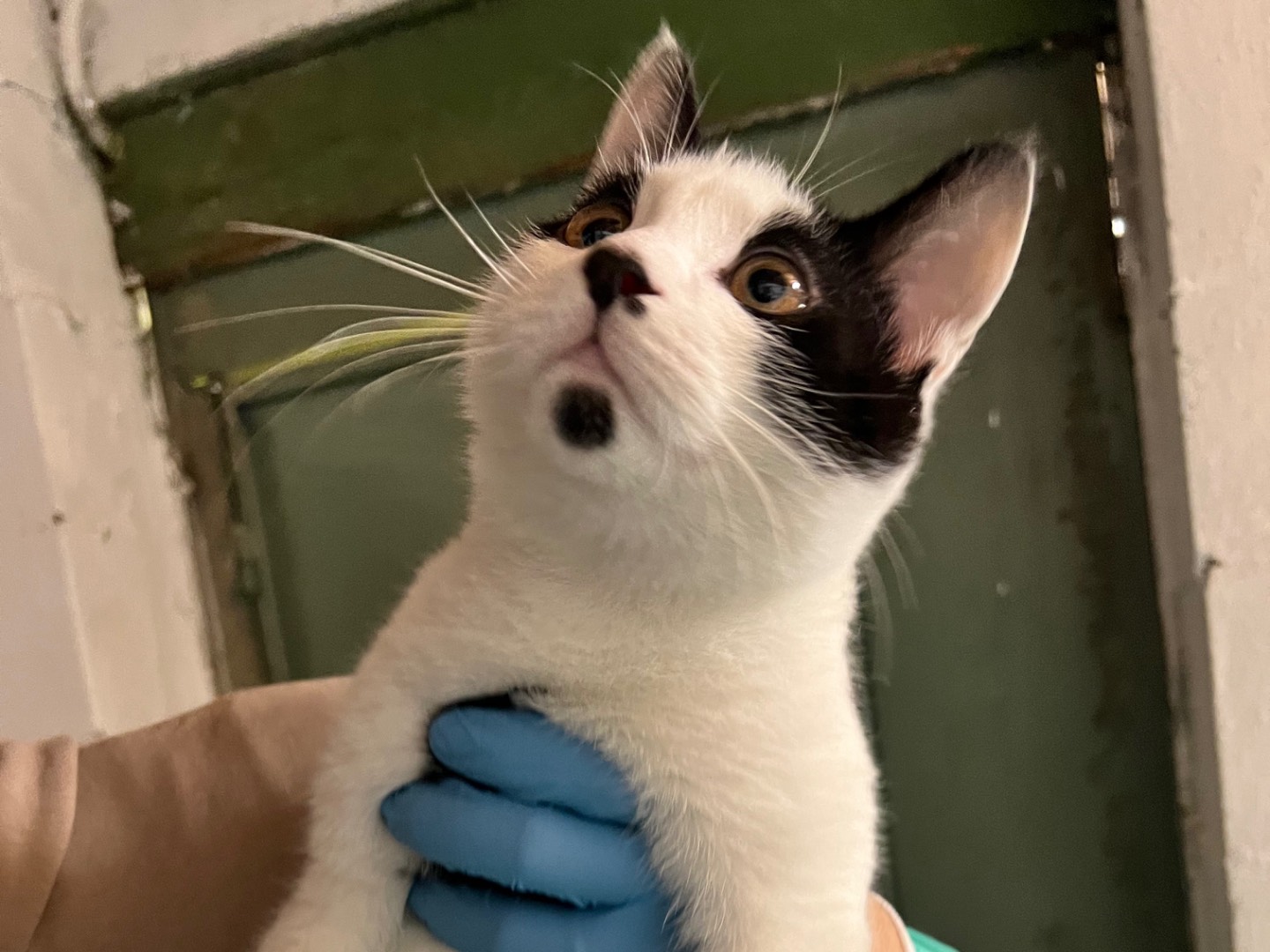 Vuoi adottare un gatto a Milano?