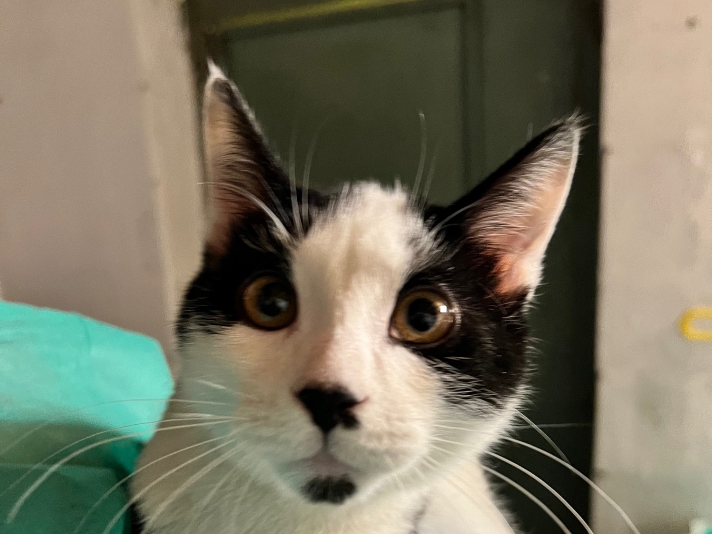 Adotta un gatto, maschio, 3 mesi, Milano