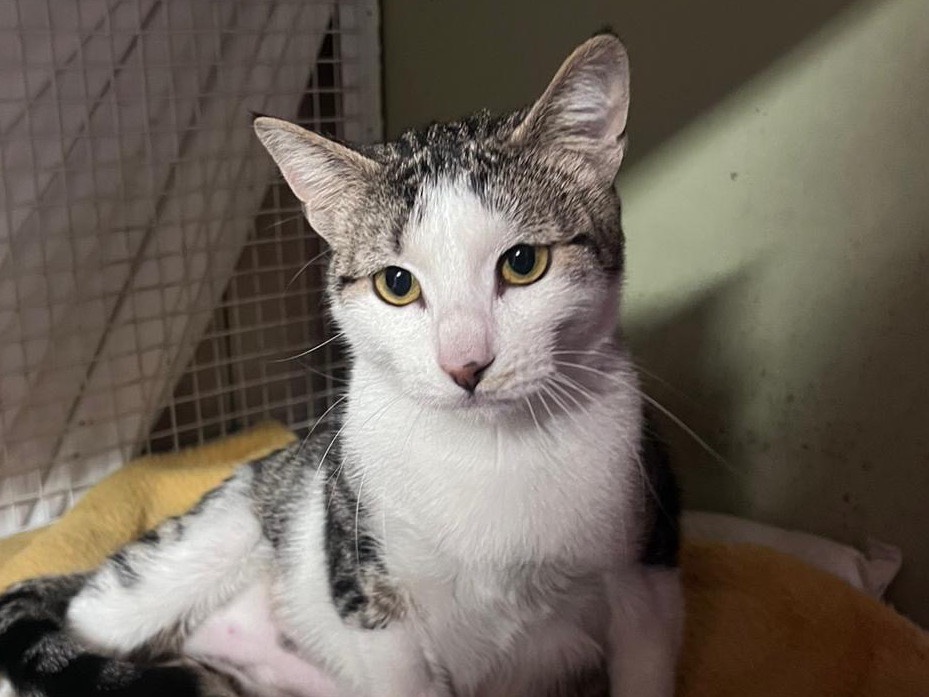 Adozione gatto, femmina, Razza sconosciuta Razza sconosciuta, 2 anni e 2 mesi, taglia non valida, Milano