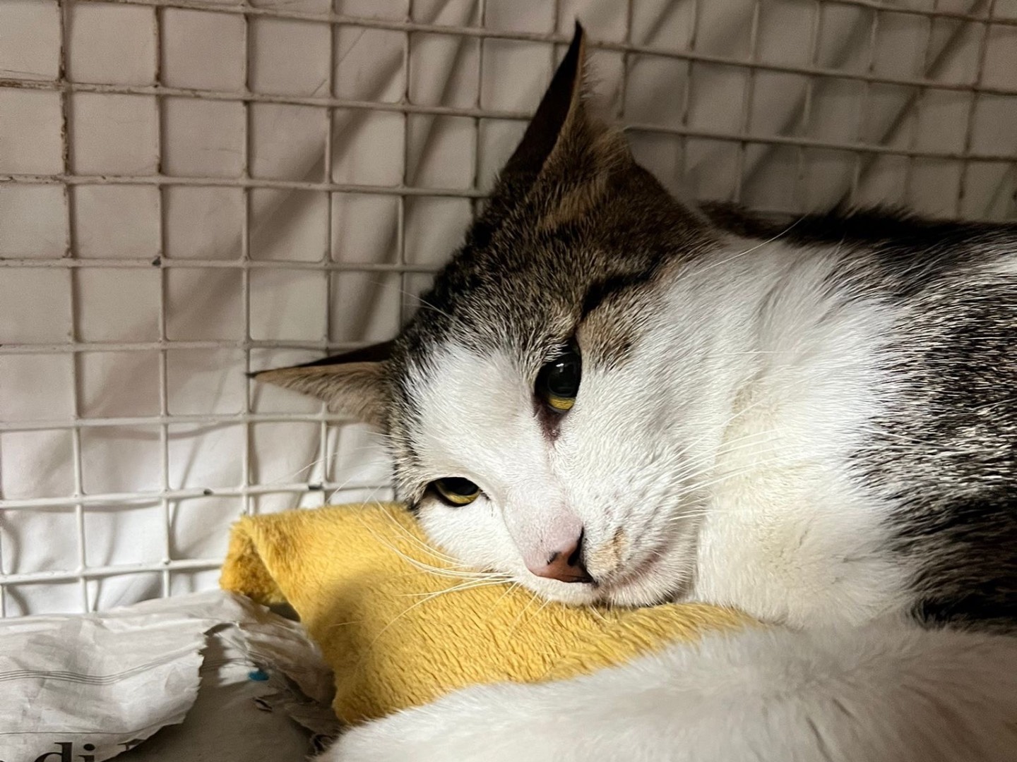 Adotta un gatto, femmina, 2 anni e 2 mesi, Milano