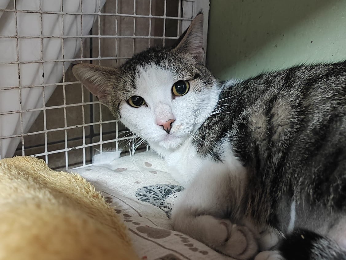 Adotta un gatto, taglia non valida, femmina, Milano