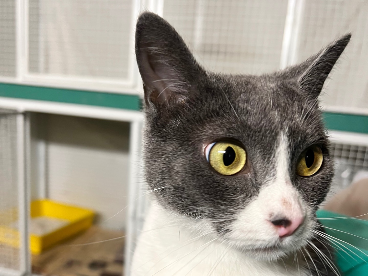 Adotta un gatto, taglia non valida, femmina, Milano