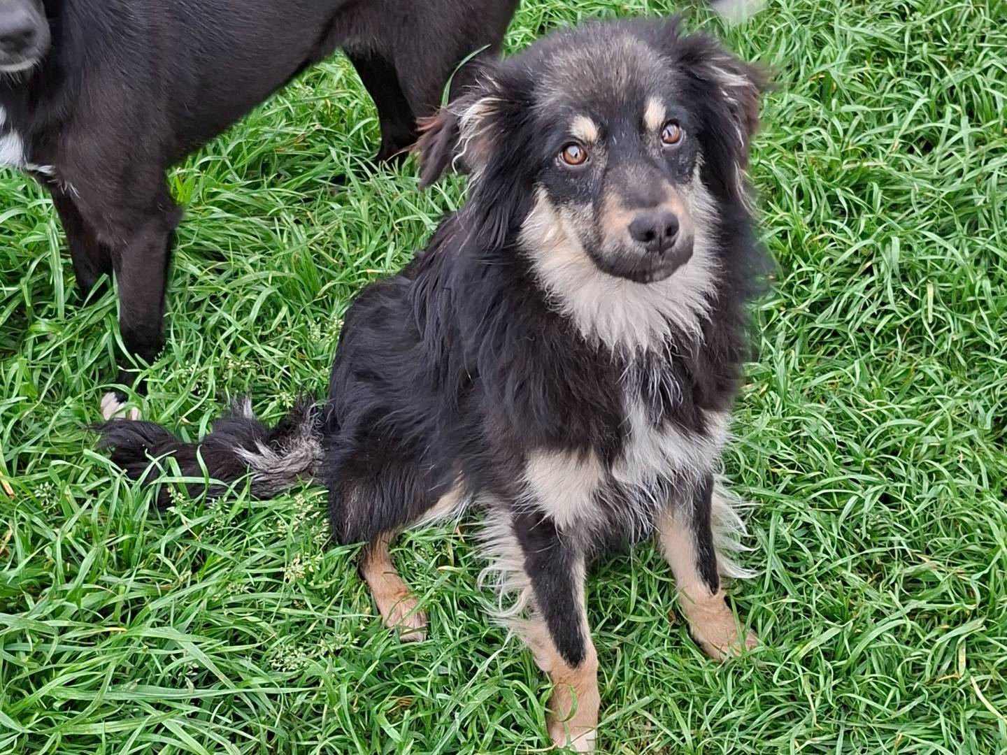 Adozione cane, femmina, Volpino di Pomerania Razza sconosciuta, 1 anno, taglia piccola, Benevento