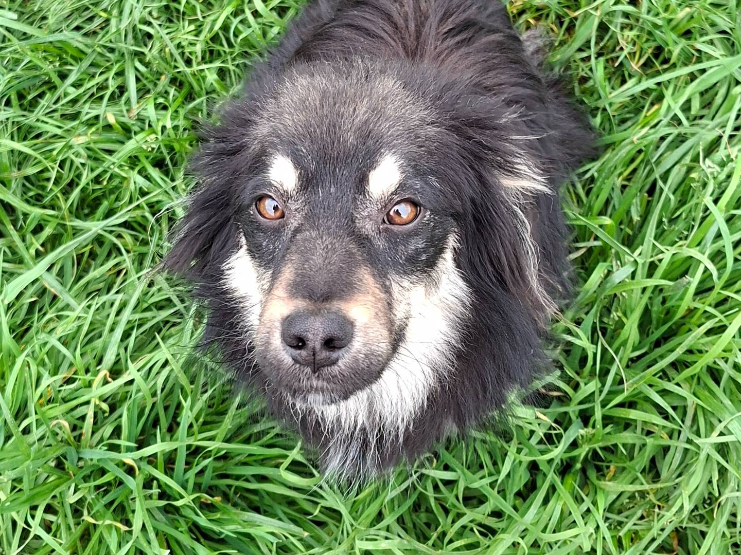 Adotta un cane, femmina, 1 anno, Benevento