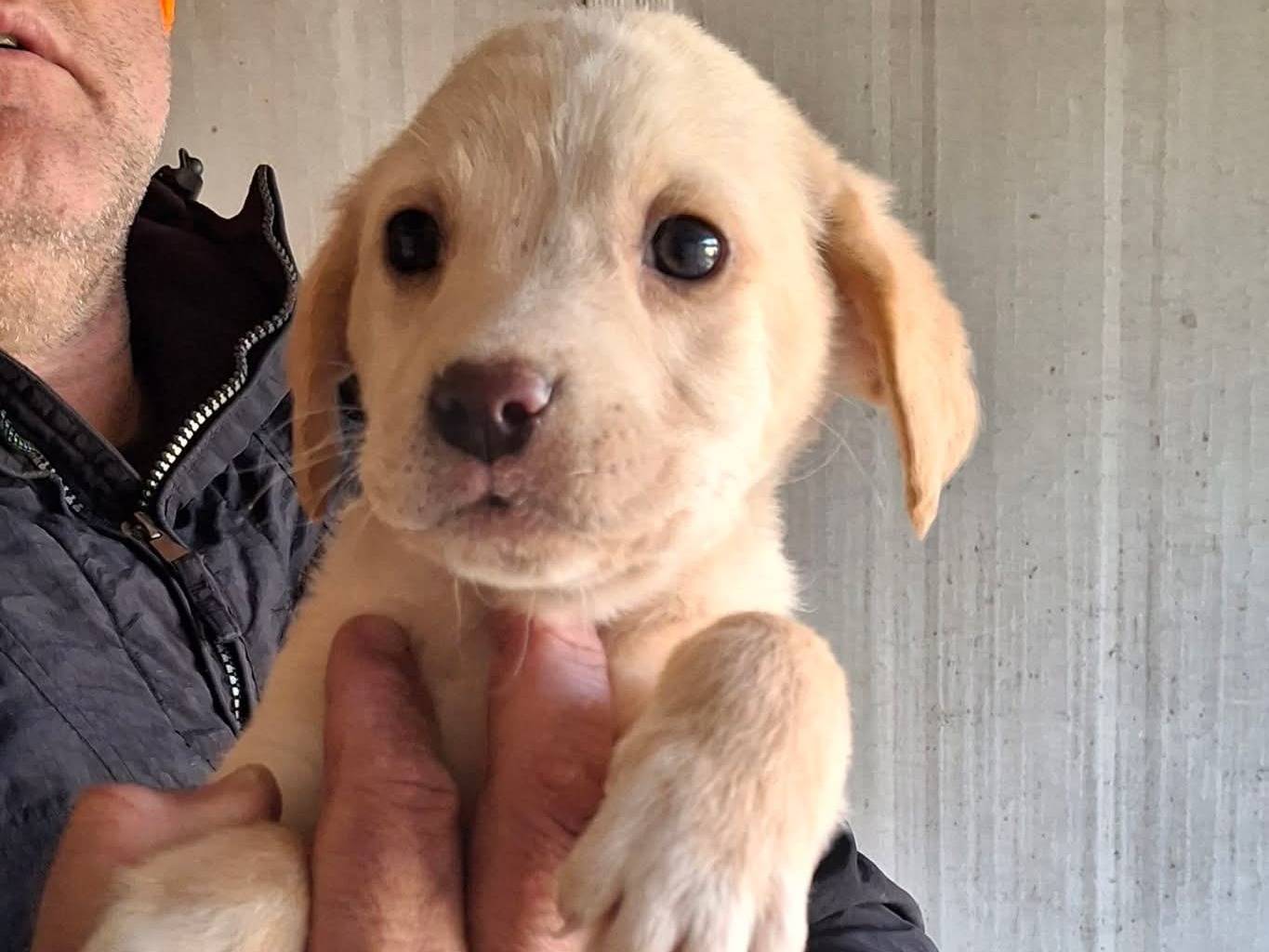 Adozione cane, maschio, Golden Retriever Razza sconosciuta, 2 mesi, taglia media contenuta, Benevento