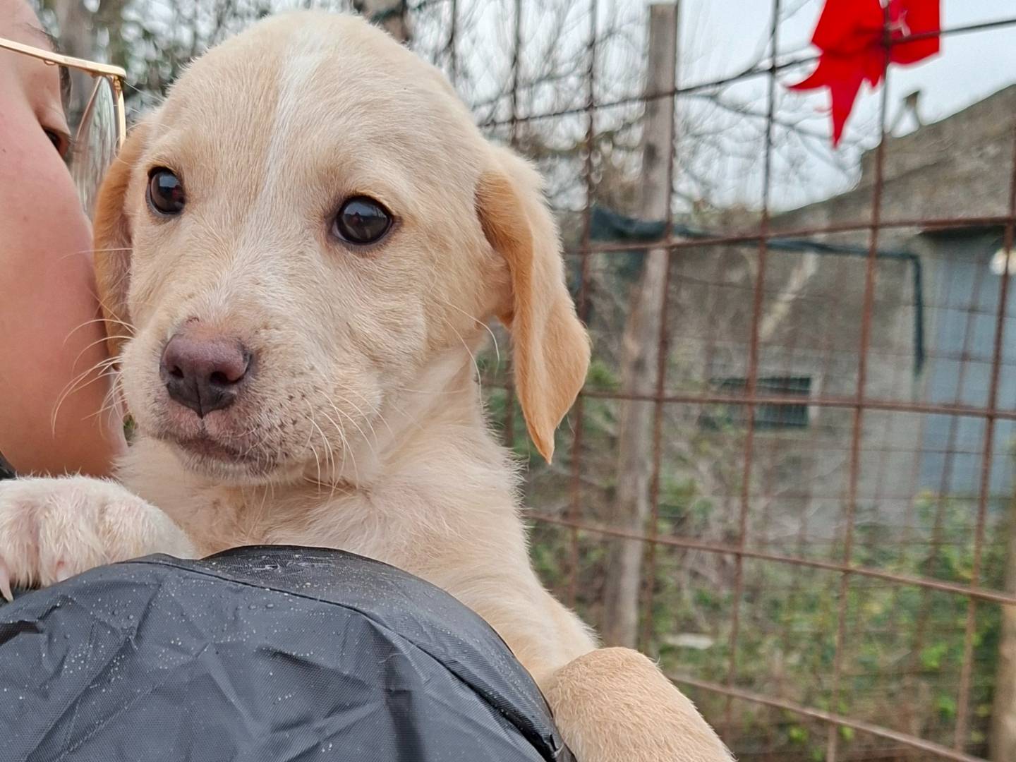 Adotta un cane, maschio, 2 mesi, Benevento