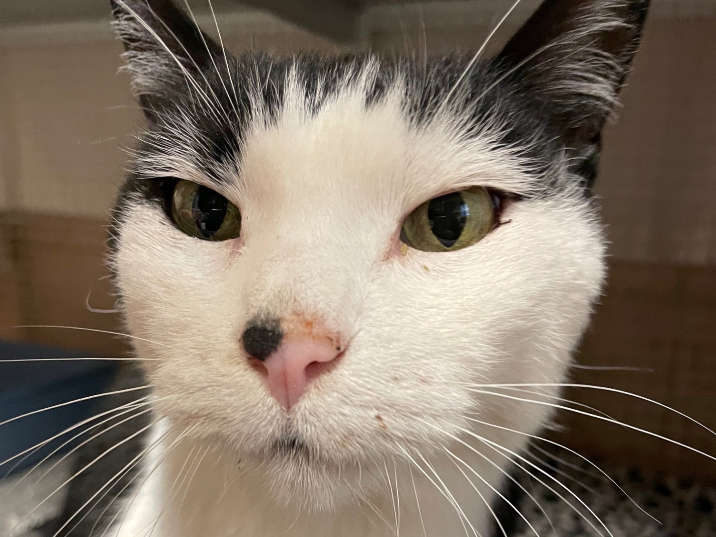 Adotta il gatto Tello a Milano