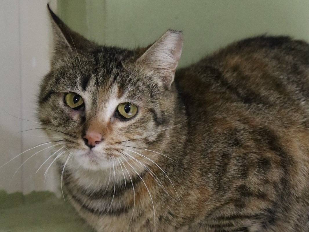 Adozione gatto, femmina, Razza sconosciuta Razza sconosciuta, 2 anni e 2 mesi, taglia non valida, Barletta