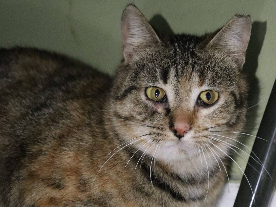 Adotta un gatto, femmina, 2 anni e 2 mesi, Barletta