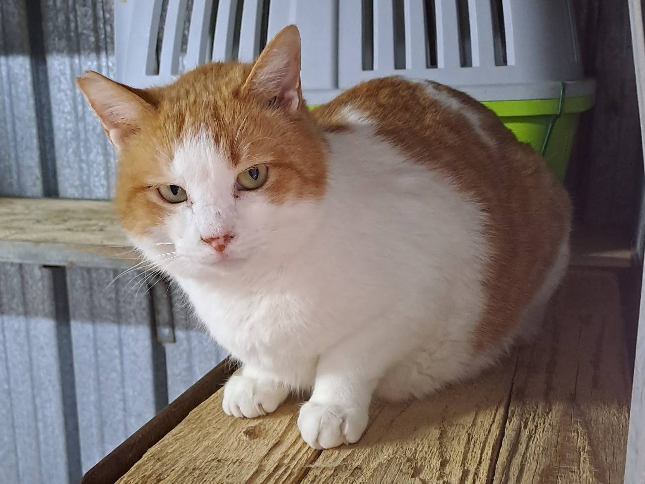 Adotta un gatto, maschio, 2 anni e 1 mese, Barletta