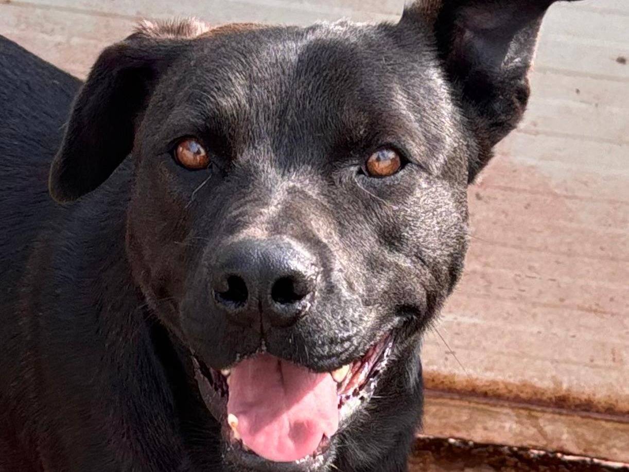 Adozione cane, maschio, Pitbull Razza sconosciuta, 1 anno e 9 mesi, taglia media, Ragusa