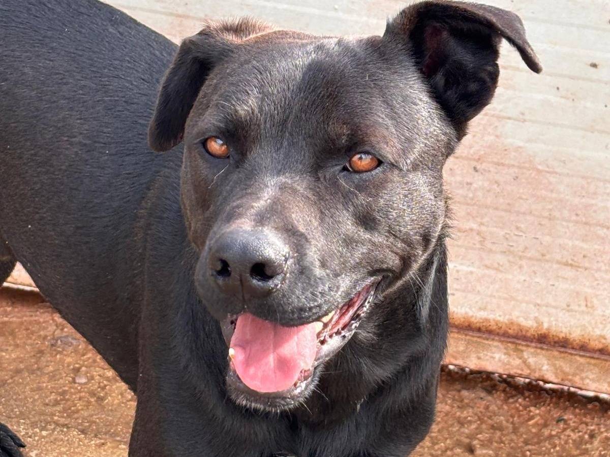 Adotta un cane, maschio, 1 anno e 9 mesi, Ragusa