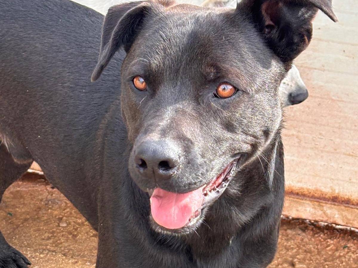 Adotta un cane, taglia media, maschio, Ragusa