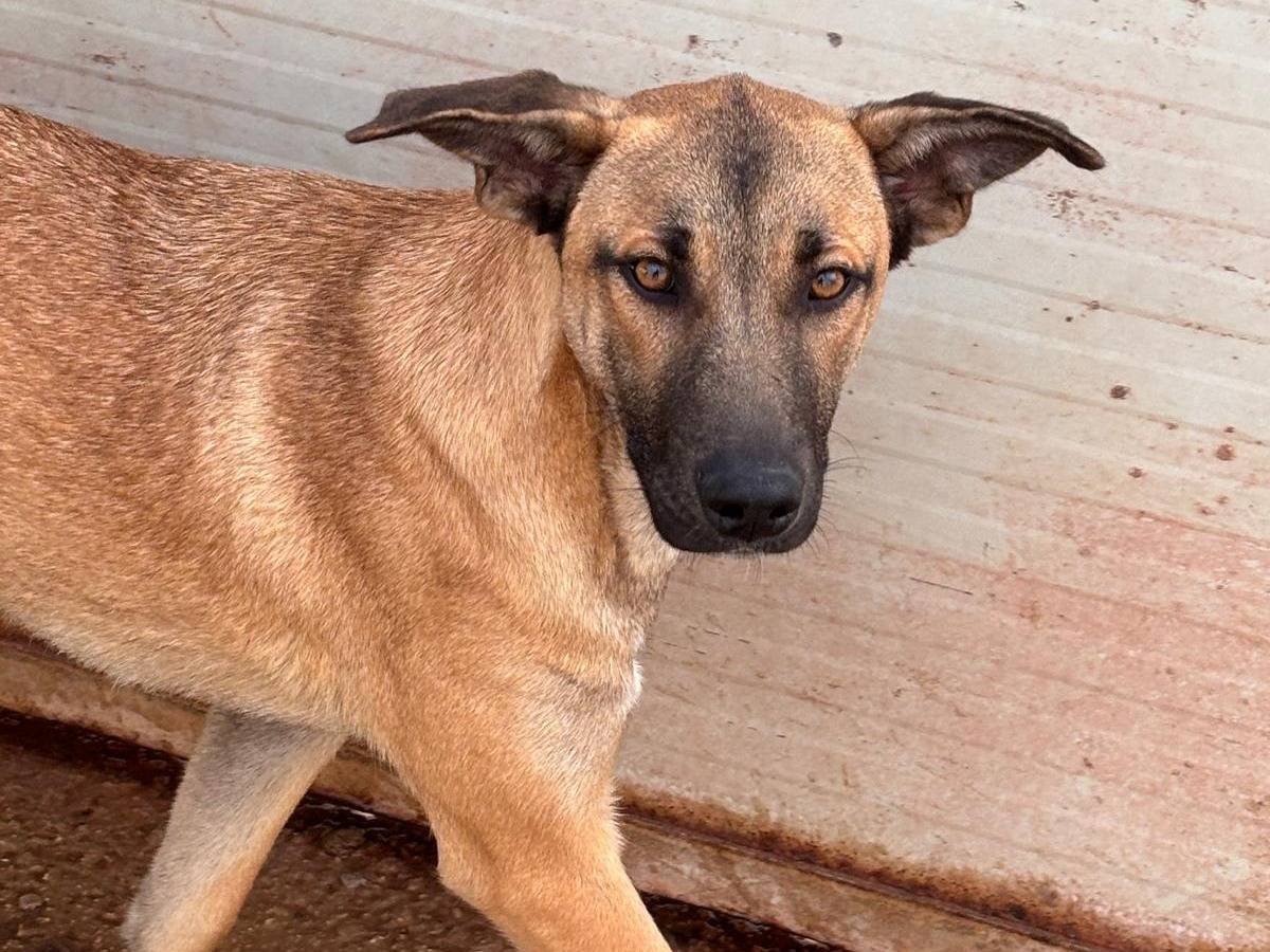 Adozione cane, femmina, Pastore Belga Malinois Razza sconosciuta, 1 anno e 2 mesi, taglia media, Ragusa