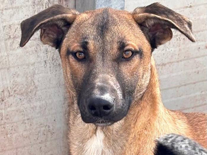 Adotta un cane, femmina, 1 anno e 2 mesi, Ragusa